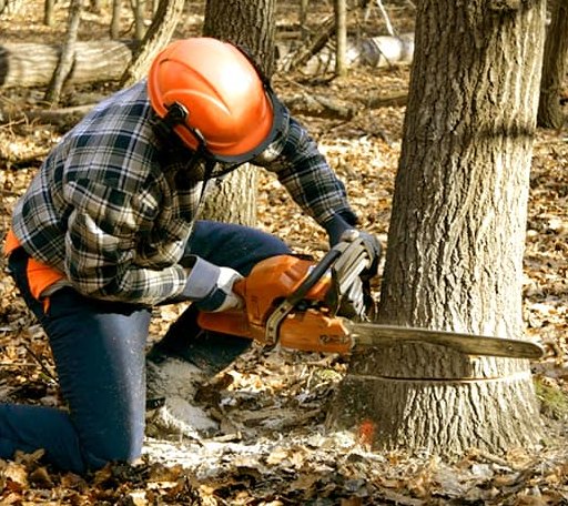 Tree Removal in Nelsonia, VA